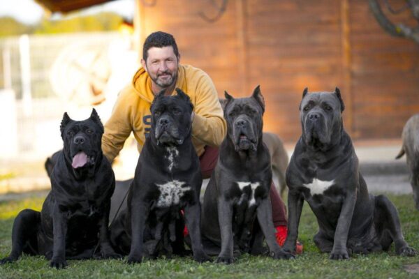 how fast can a cane corso run
