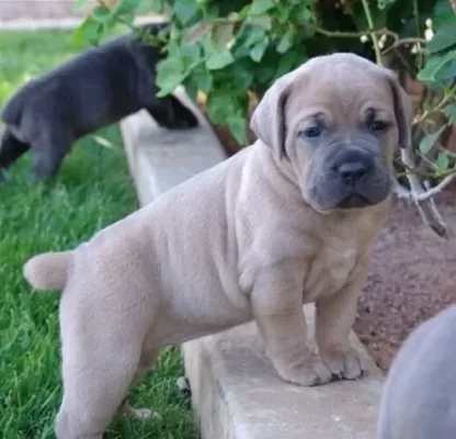 How Much Do Cane Corsos Cost