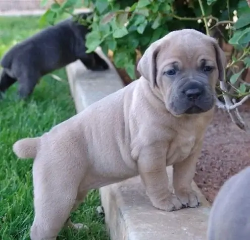 How Much Do Cane Corsos Cost