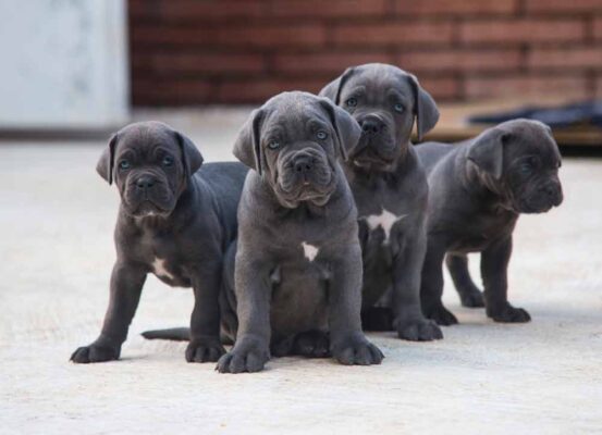 where to Buy a Cane Corso