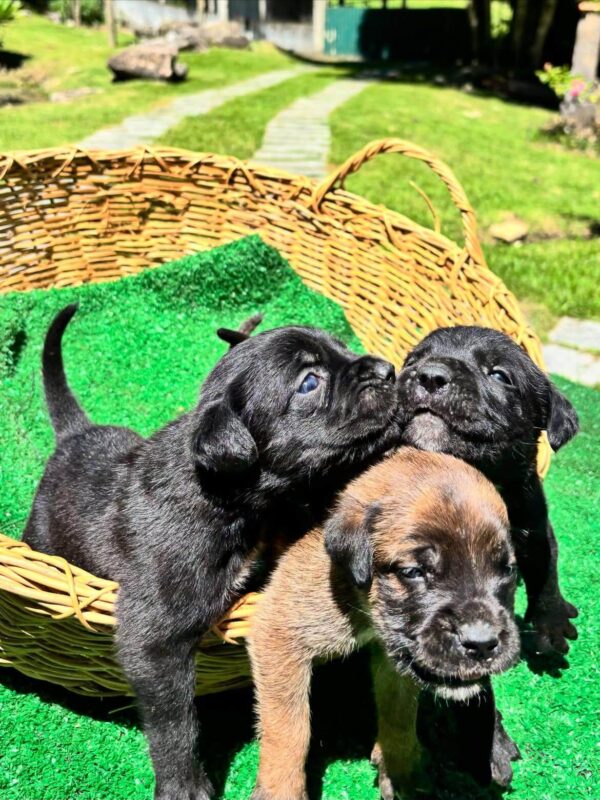 What Colors Do Cane Corsos Come In