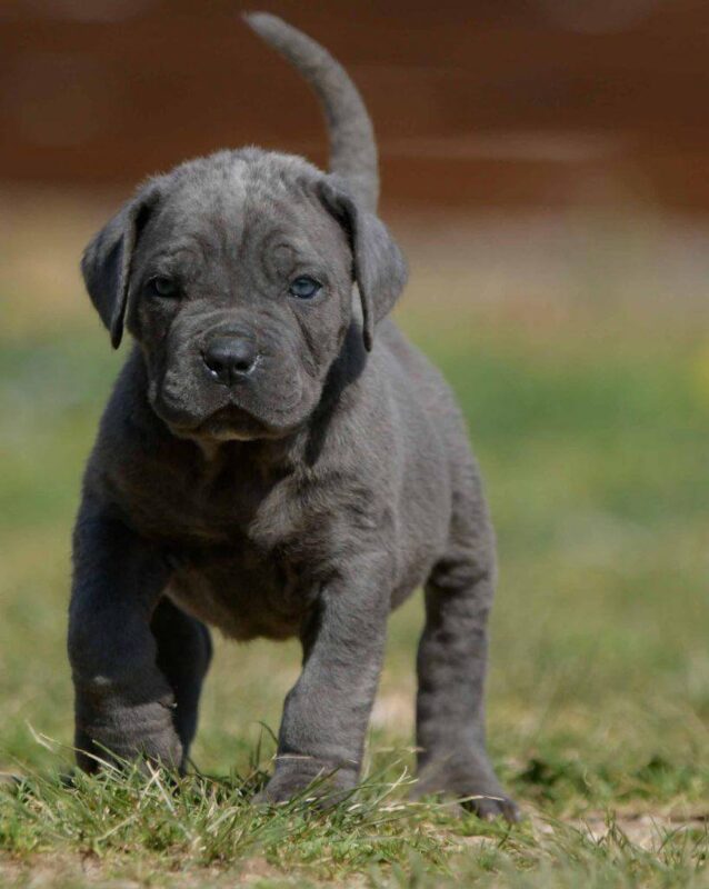 buy cane corso in Dallas and for sale italian mastiff puppies in Texas