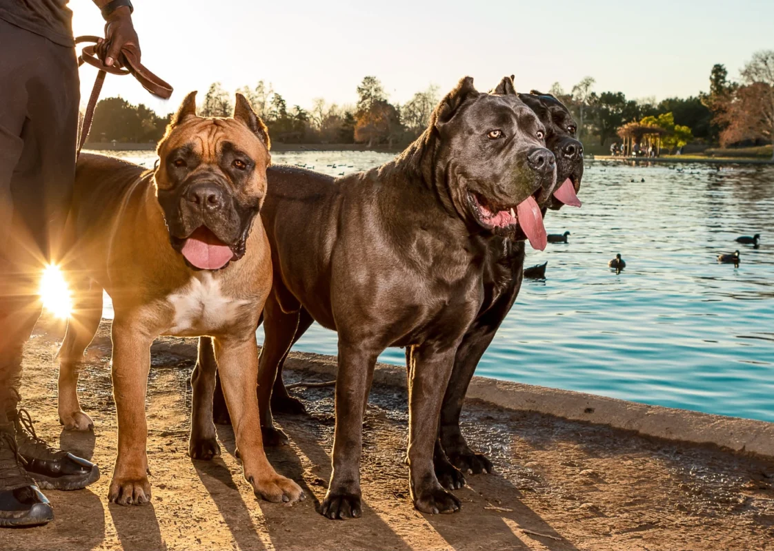 cane corso thoroughbred cover